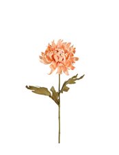 Chrysanthemum Torkad