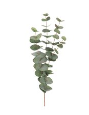 Flergrenad Eucalyptus