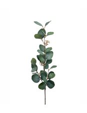 Eucalyptus M Bär